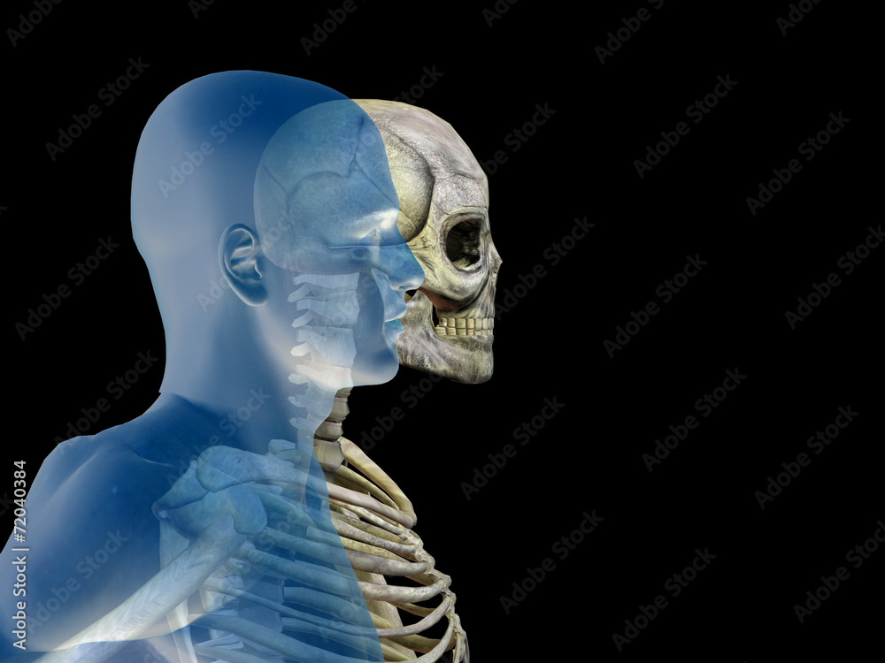 3D human man anatomy for health or medicine 3D human man anatomy for health or medicine
