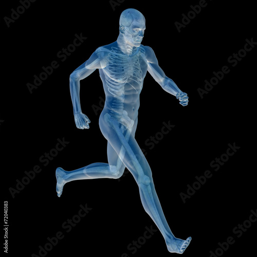 3D human male anatomy isolated © high_resolution