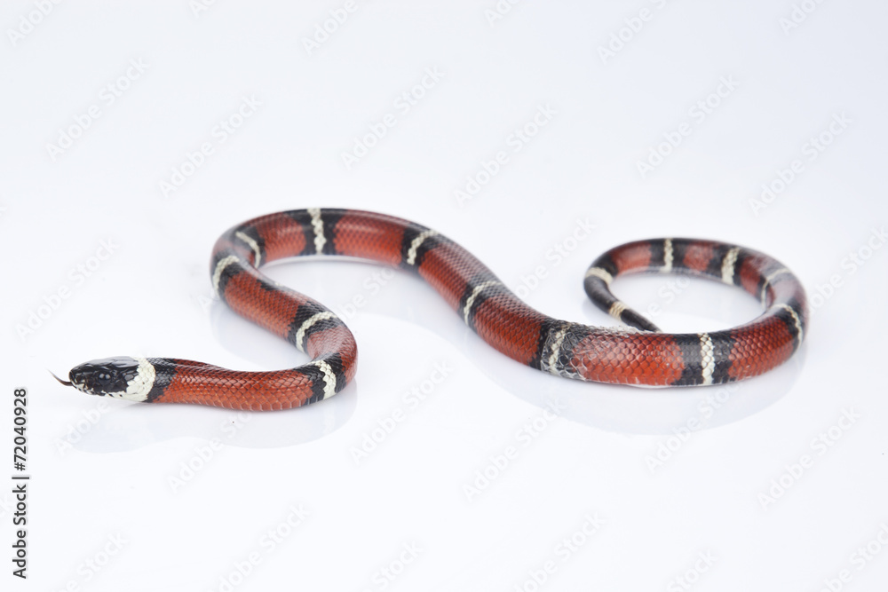 Naklejka premium Milk Snake with white background