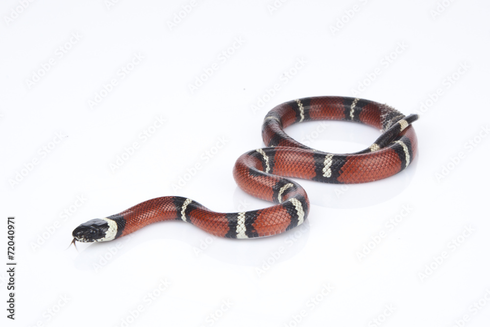 Naklejka premium Milk Snake with white background