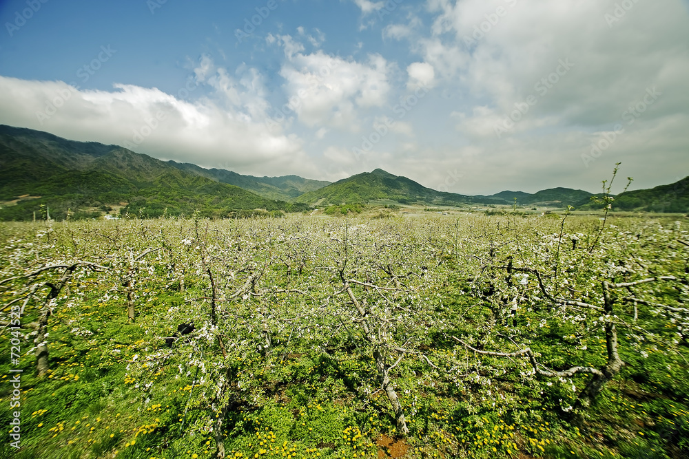 Obraz premium 영주