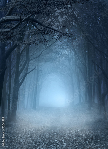 Road in the blue foggy forest