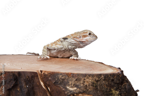 Bearded Dragon on the wood with white background