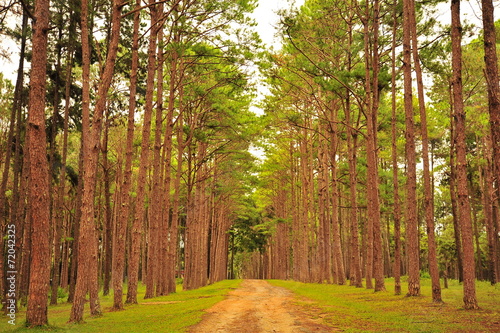 Autumn Pine Forests