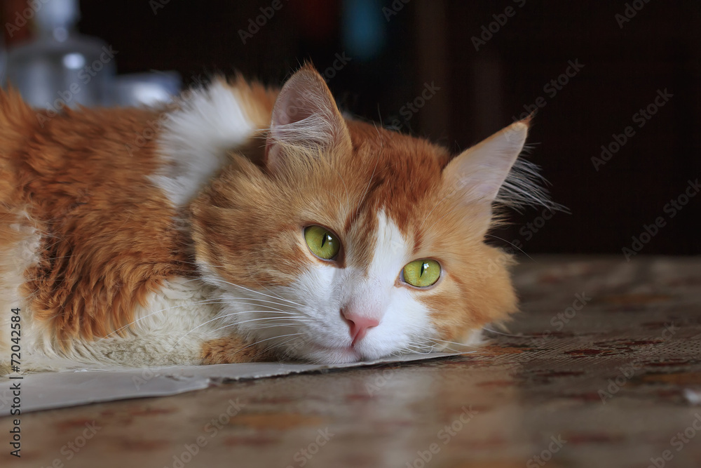 Red cat lies deep in thought