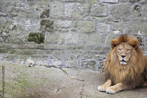 Fototapeta Naklejka Na Ścianę i Meble -  Large, Powerful Male Lion Sits on a Tall Boulder