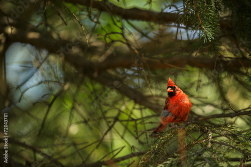 Northern cardinal (Cardinalis cardinals) photo