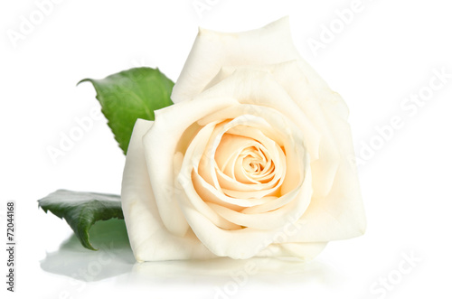 Fototapeta Naklejka Na Ścianę i Meble -  rose isolated on white background