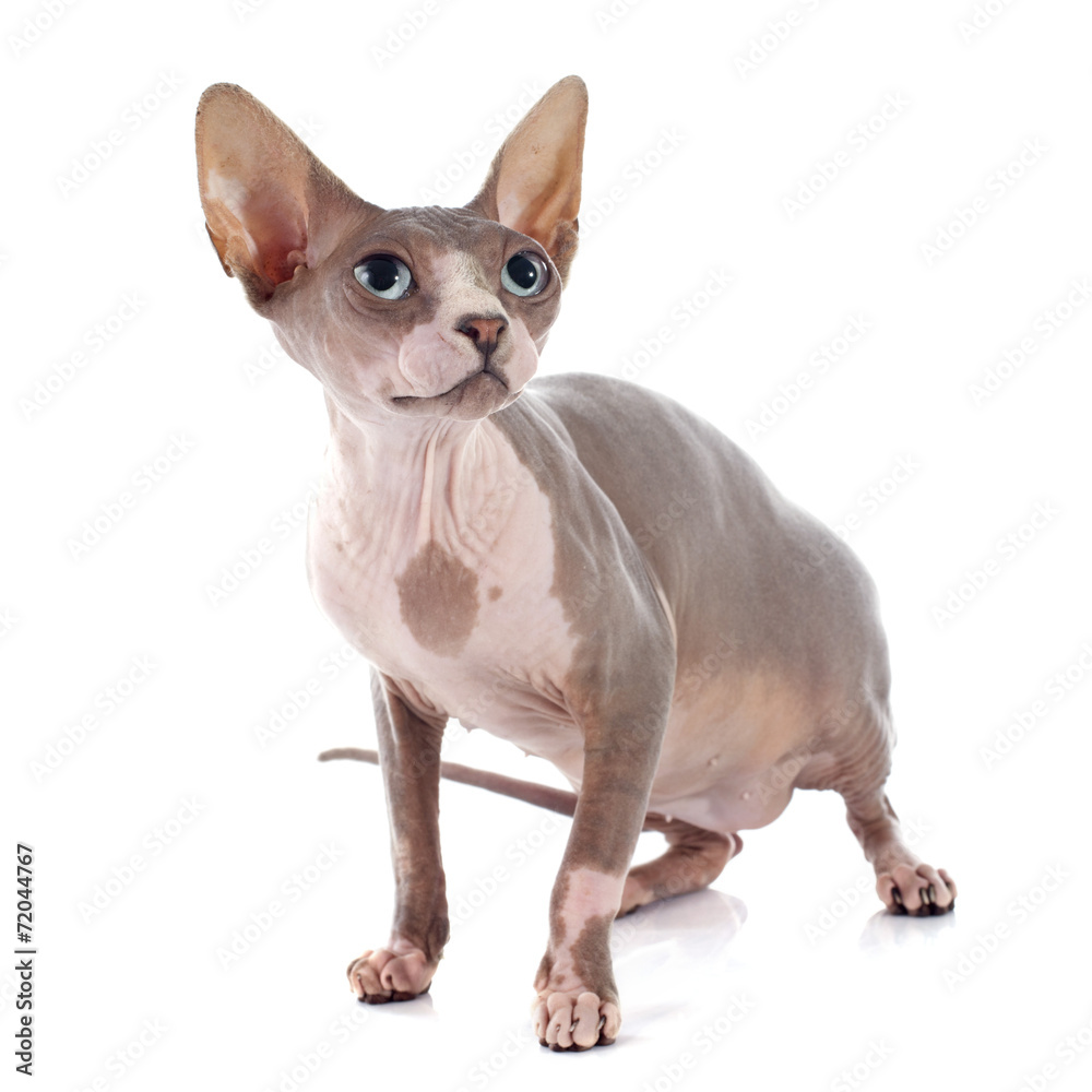 Sphynx Hairless Cat