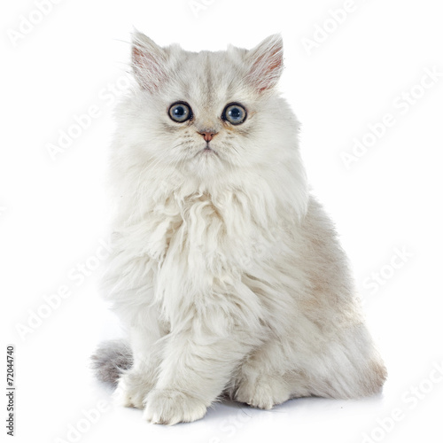 Fototapeta Naklejka Na Ścianę i Meble -  persian kitten