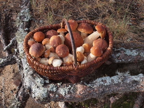 Pilzkorb mit Kiefernsteinpilzen, Boletus pinicola