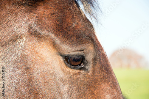 Horses eye