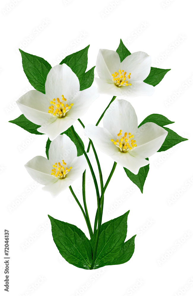 Obraz premium jasmine white flower isolated on white background
