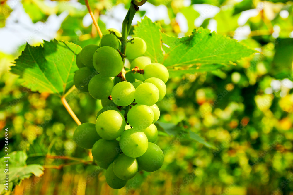 Green grapes Green grapes