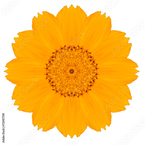 Yellow Concentric Singapore Daisy Flower Isolated on White.