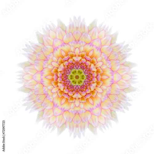 Pink Concentric Chrysanthemum Mandala Flower Isolated