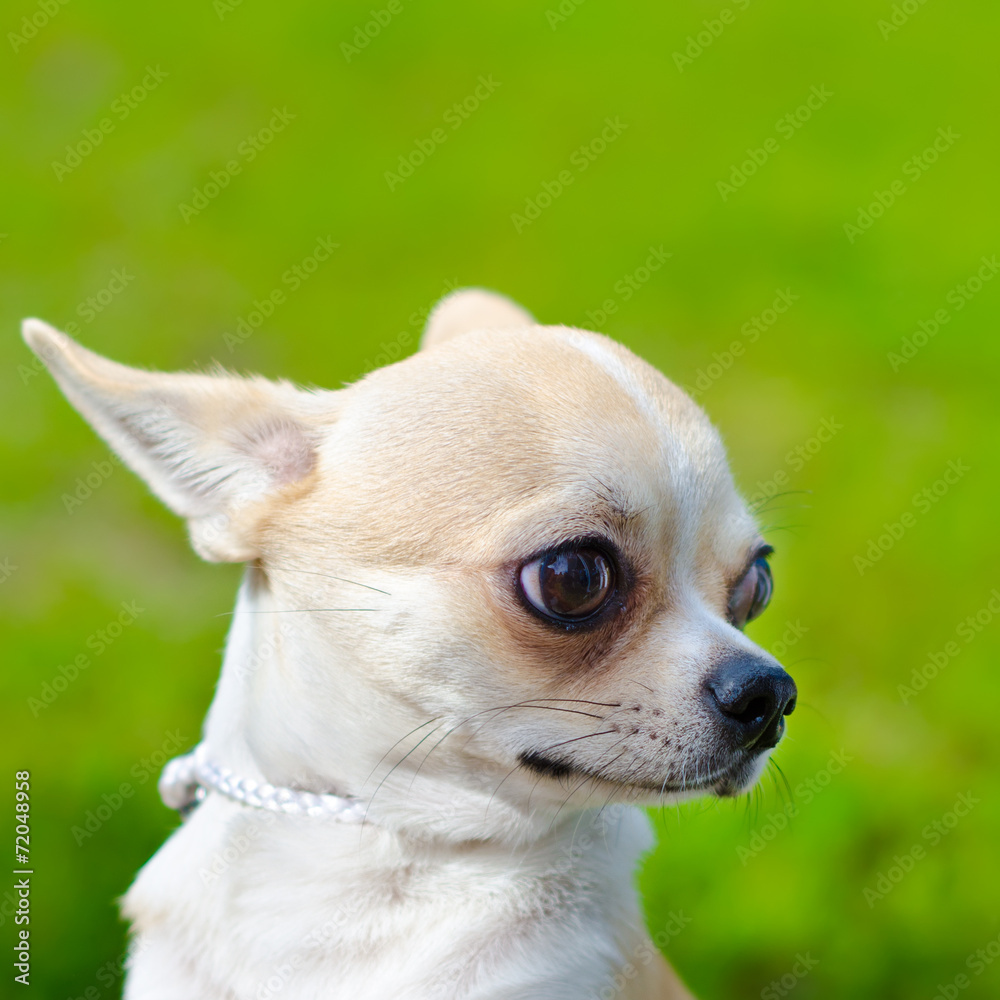 chihuahua