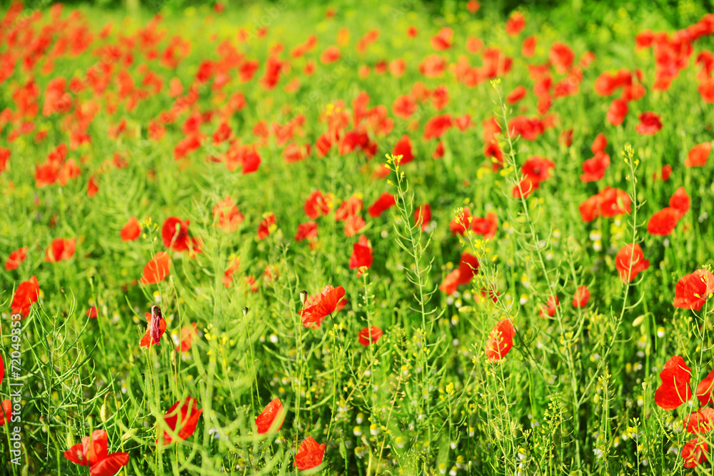 Poppy flowers outdoors