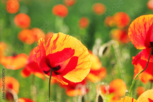 Fototapeta Naklejka Na Ścianę i Meble -  Meadow with beautiful bright red poppy flowers in spring