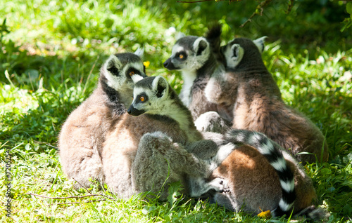group of relaxing lemus on grass photo