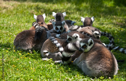 group of relaxing lemus on grass