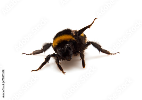 threatening bumble-bee
