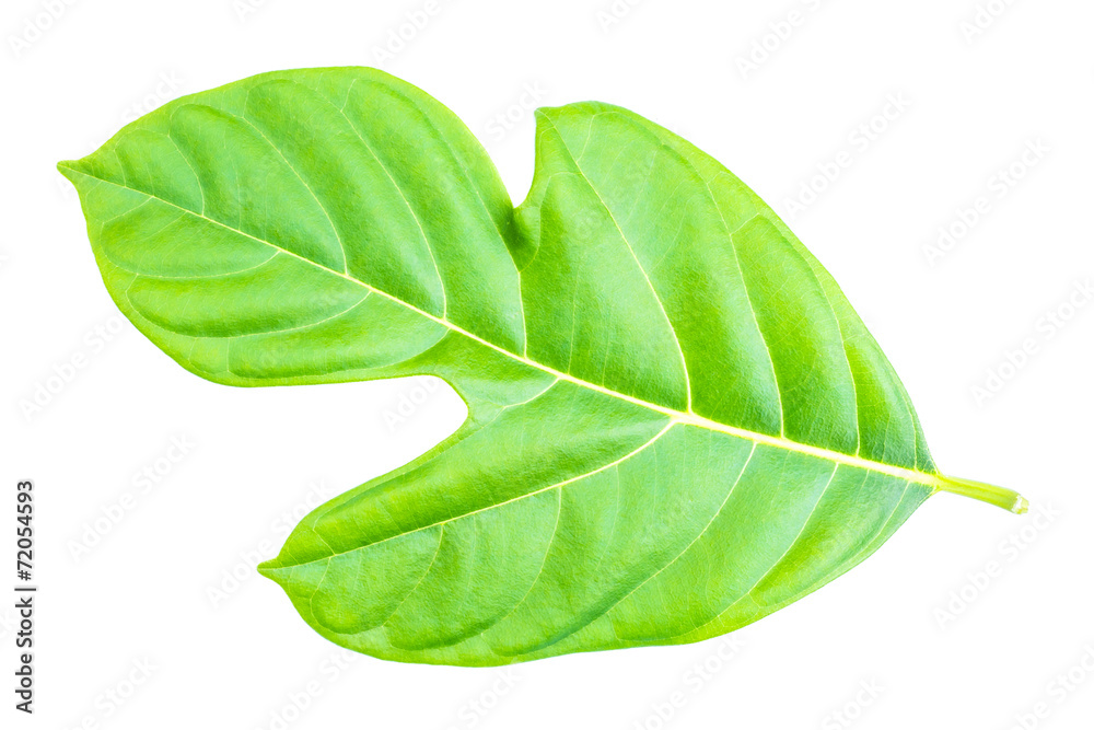 Obraz premium Jackfruit leaf isolated on white background