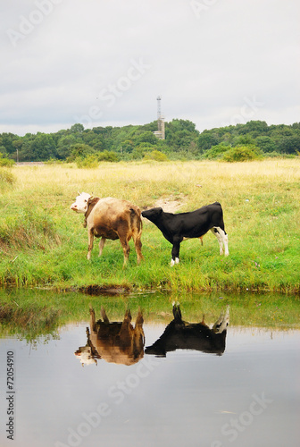Fototapeta Naklejka Na Ścianę i Meble -  Cows grazing. Water reflection.