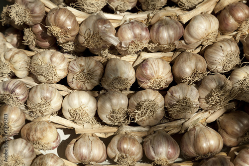 Garlic