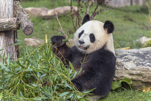 Fototapeta Naklejka Na Ścianę i Meble -  Panda géant