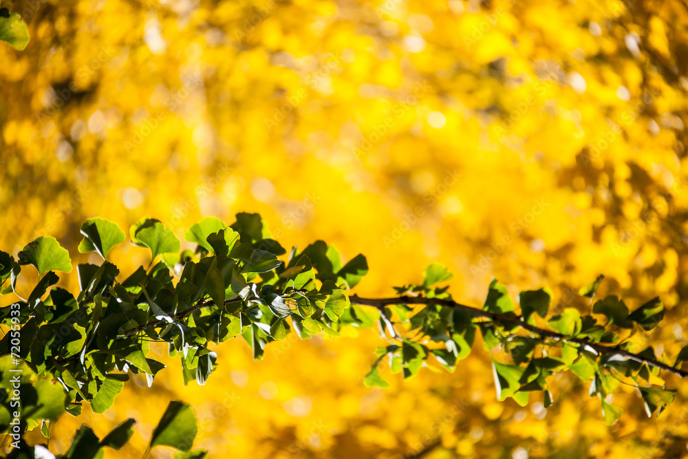 Obraz premium 홍천 은행나무 숲