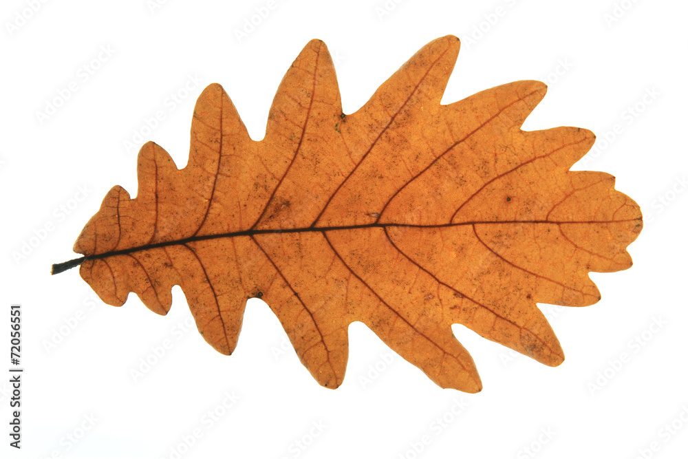 Fototapeta premium Quercus frainetto Ungarische Eiche