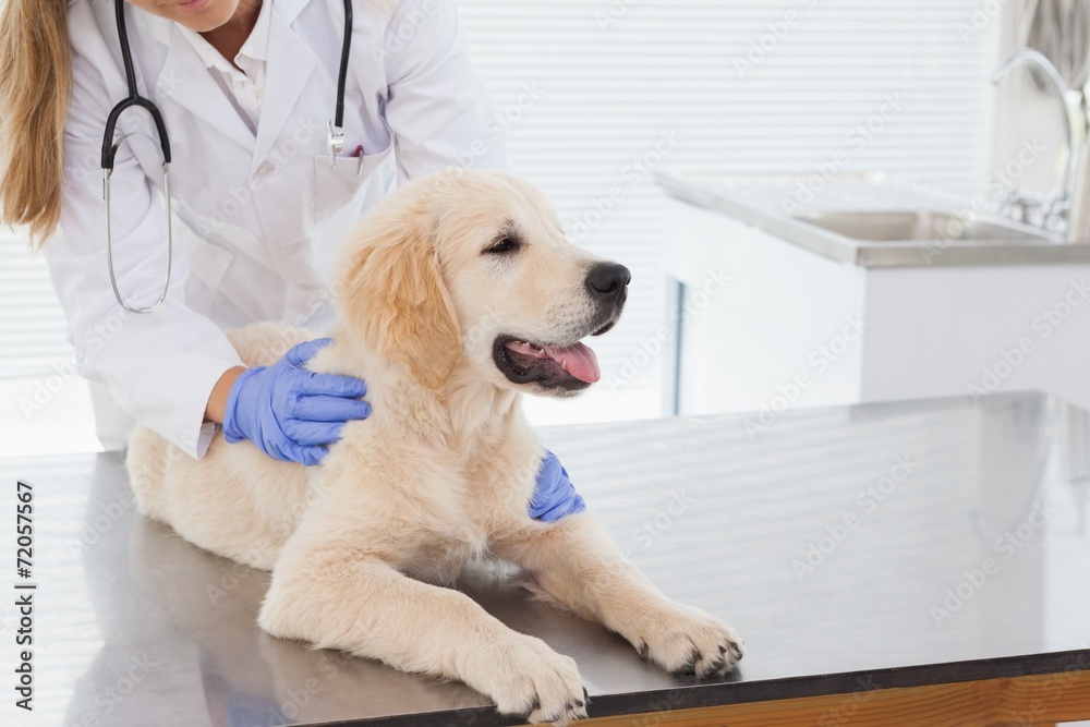 Vet giving a dog a check up