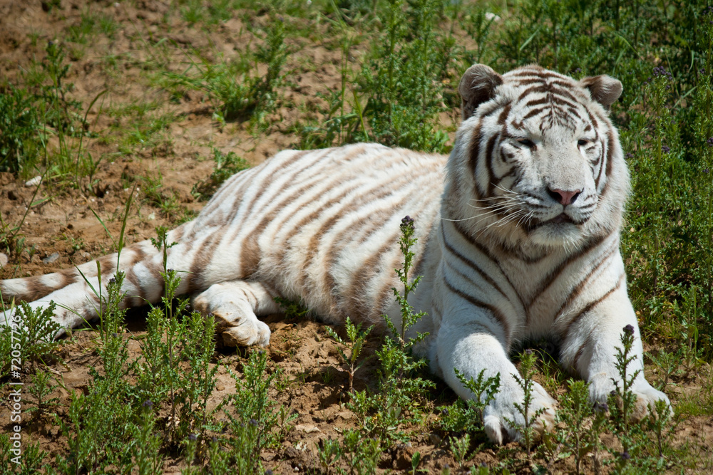 Obraz premium white tiger on green grass