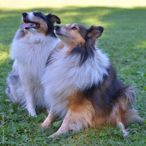 CHIENS BERGERS DES SHETLANDS