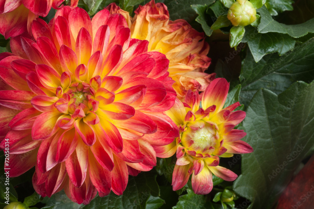 Garden Dahlia Garden Dahlia