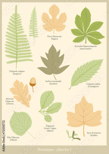 Botanique planche 1