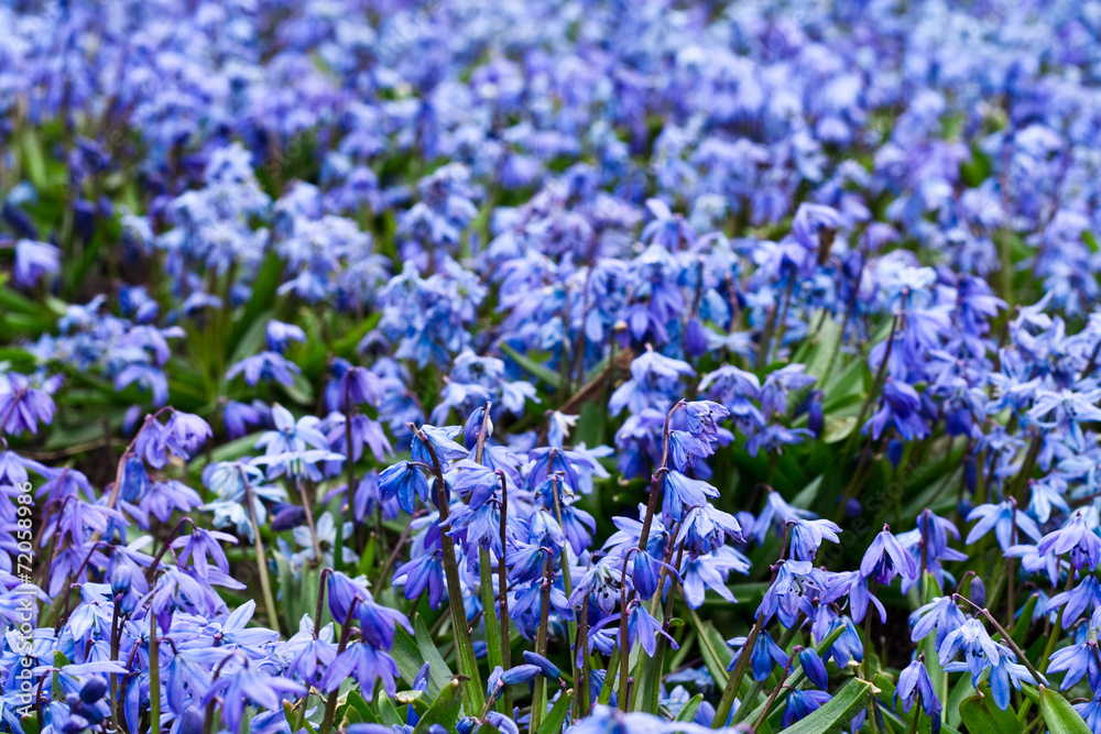 Fototapeta premium glade of snowdrop