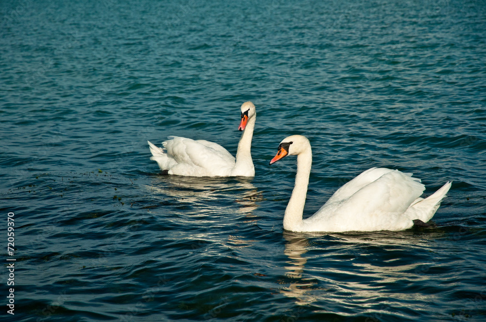 Obraz premium Swan on lake Balaton