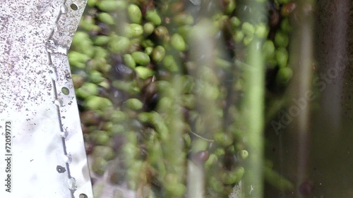 Raccolta olive