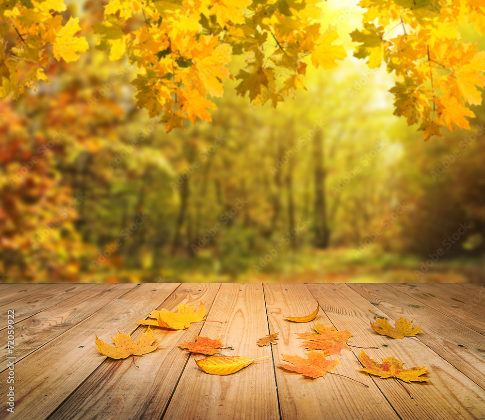 autumn forest background - obrazy, fototapety, plakaty 