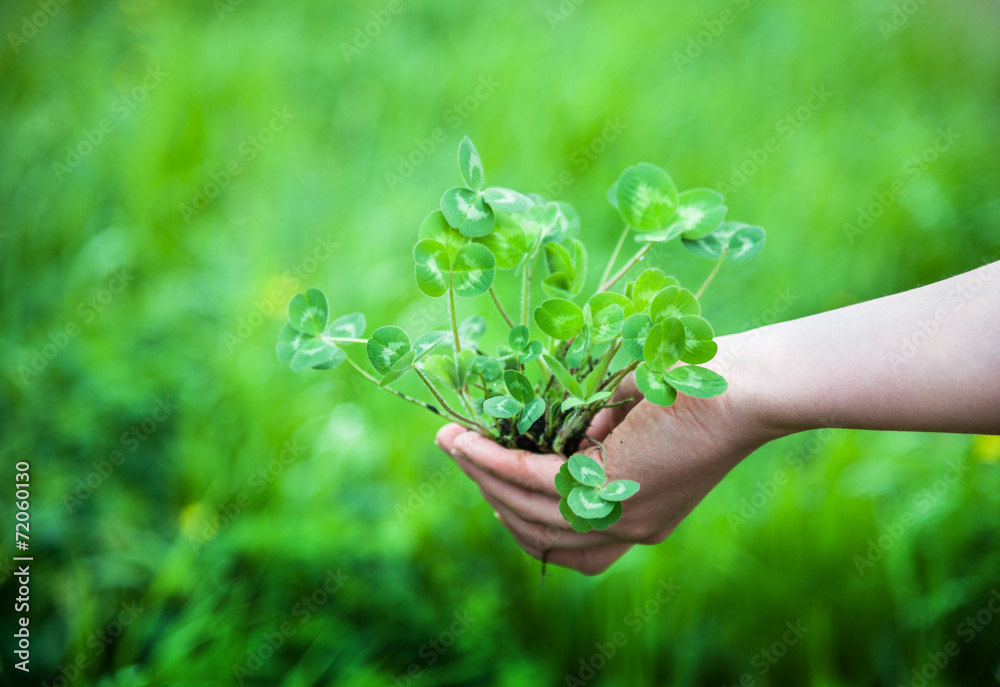green plant in hands