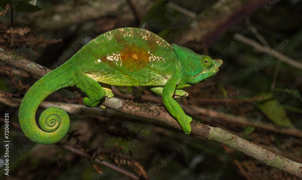 Colorful chameleon of Madagascar Colorful chameleon of Madagascar