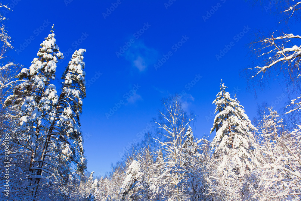 Bright Winter Reigns