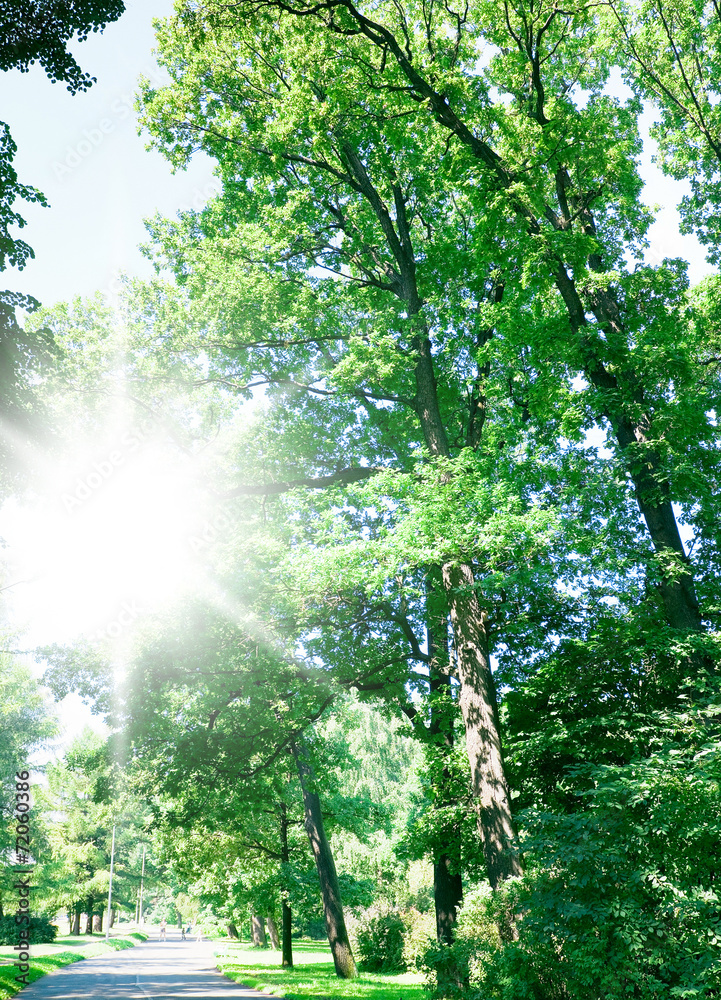 Fototapeta premium Foliage Beauty Natural Background
