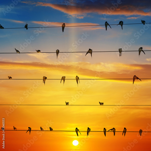 flock of birds on a background of sunrise