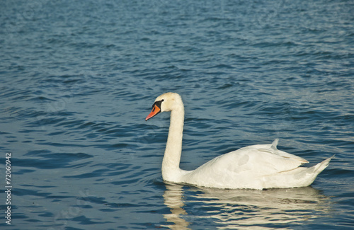 Fototapeta Naklejka Na Ścianę i Meble -  Swan on lake Balaton