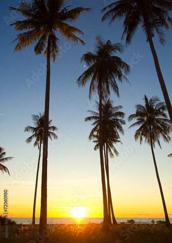 Tree Silhouettes Coconut Horizon