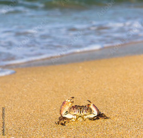 Cute Animal On the Shore
