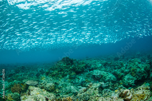 Schooling fishes in Gili Lombok Nusa Tenggara Barat underwater